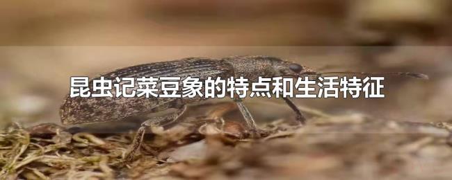 昆虫记菜豆象的特点和生活特征