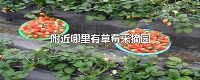 附近哪里有草莓采摘园 附近哪里有草莓采摘园