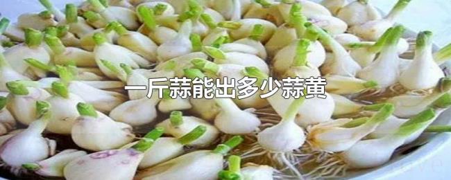 一斤蒜能出多少蒜黄 一斤蒜能出多少蒜黄