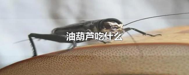 油葫芦吃什么 油葫芦吃什么