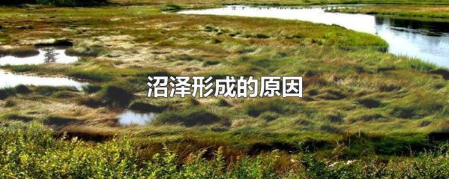 沼泽形成的原因 沼泽形成的原因