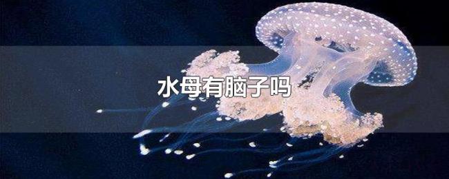 水母有脑子吗 水母有脑子吗