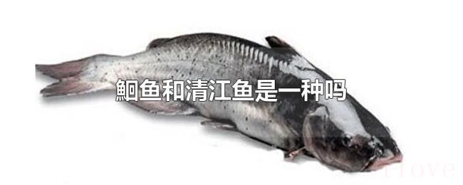 鮰鱼和清江鱼是一种吗