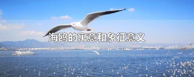 海鸥的寓意和象征意义