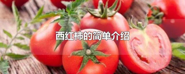 西红柿的简单介绍 西红柿的简单介绍
