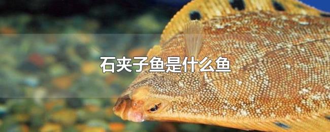 石夹子鱼是什么鱼 石夹子鱼是什么鱼