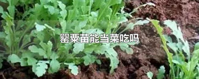 罂粟苗能当菜吃吗 罂粟苗能当菜吃吗