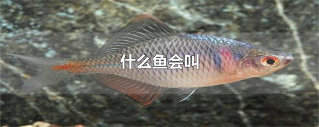 什么鱼会叫 什么鱼会叫