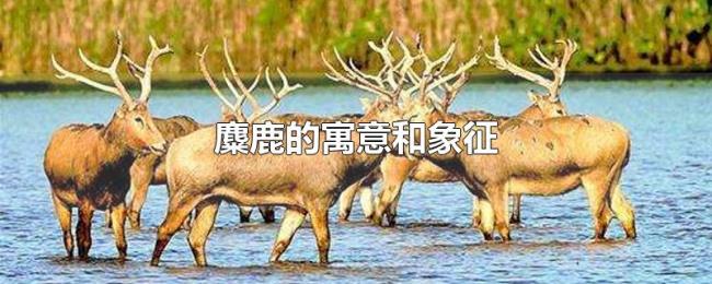 麋鹿的寓意和象征 麋鹿的寓意和象征