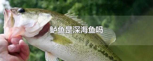 鲈鱼是深海鱼吗