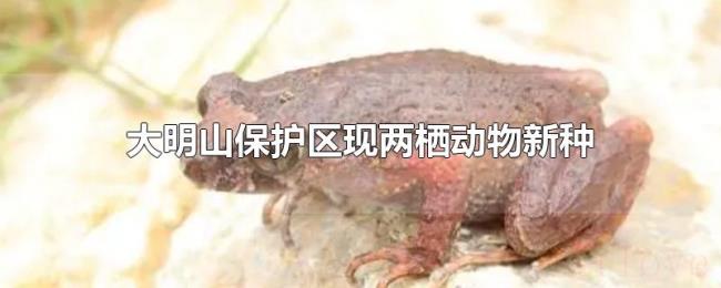 大明山保护区现两栖动物新种