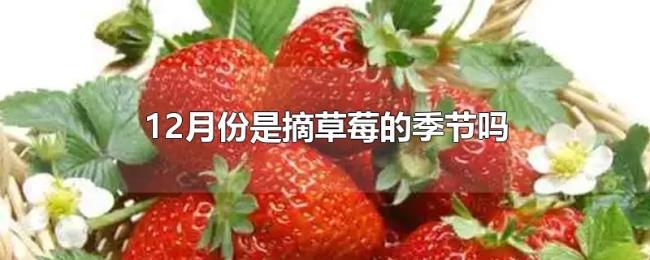 12月份是摘草莓的季节吗