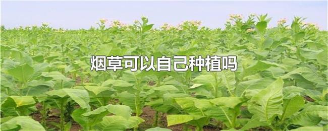 烟草可以自己种植吗 烟草可以自己种植吗