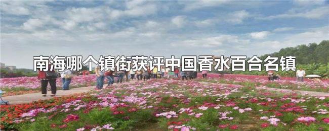 南海哪个镇街获评中国香水百合名镇