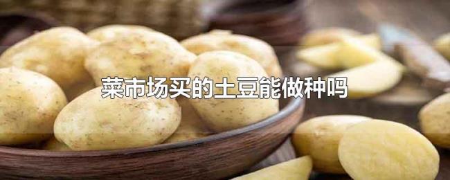 菜市场买的土豆能做种吗 菜市场买的土豆能做种吗