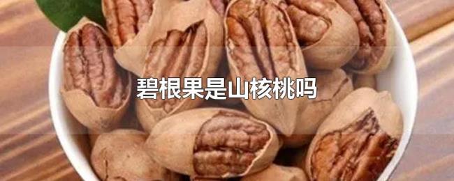 碧根果是山核桃吗