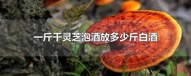 一斤干灵芝泡酒放多少斤白酒 一斤干灵芝泡酒放多少斤白酒