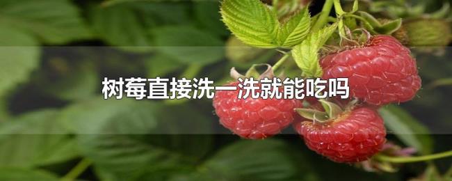树莓直接洗一洗就能吃吗