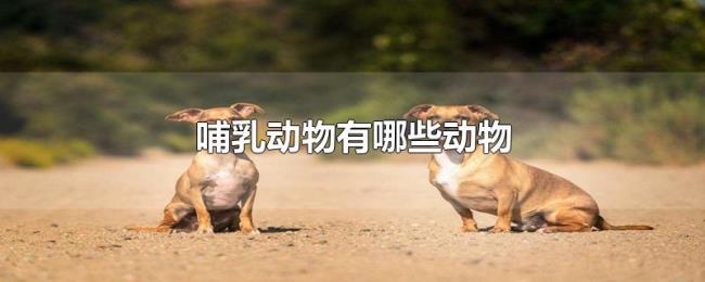 哺乳动物有哪些动物 哺乳动物有哪些动物