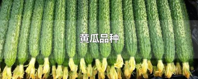 黄瓜品种