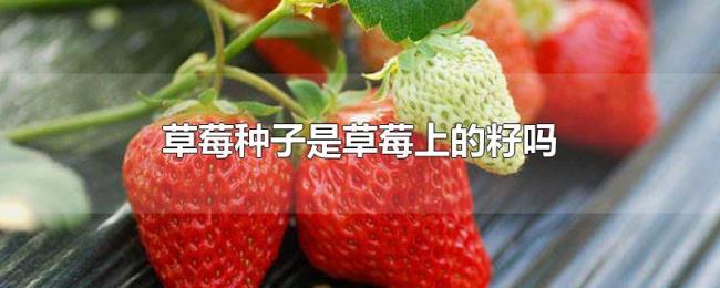 草莓种子是草莓上的籽吗