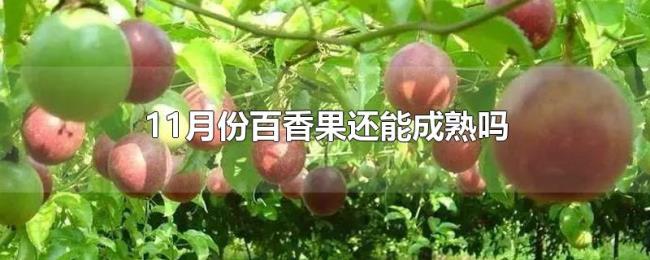 11月份百香果还能成熟吗