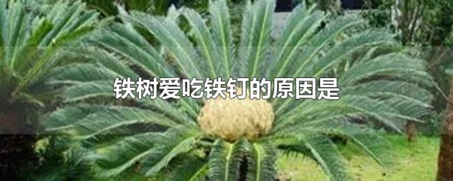 铁树爱吃铁钉的原因是