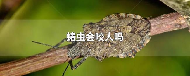 蝽虫会咬人吗