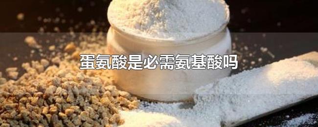 蛋氨酸是必需氨基酸吗