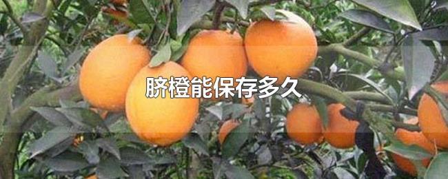 脐橙能保存多久 脐橙能保存多久