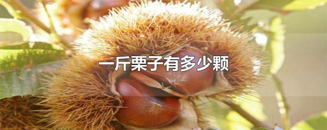 一斤栗子有多少颗 一斤栗子有多少颗