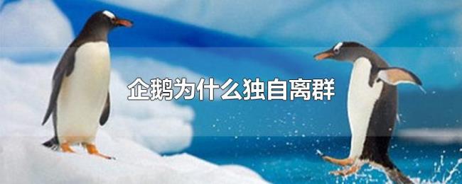 企鹅为什么独自离群 企鹅为什么独自离群
