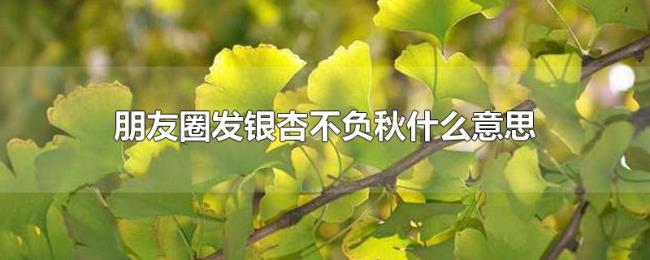 朋友圈发银杏不负秋什么意思