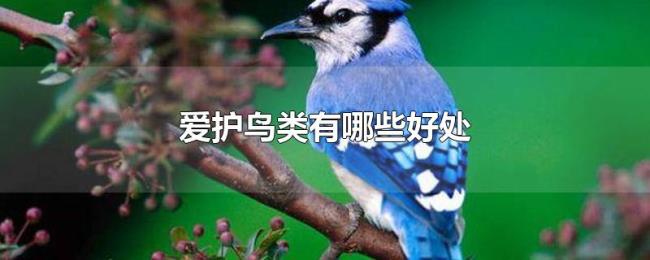 爱护鸟类有哪些好处