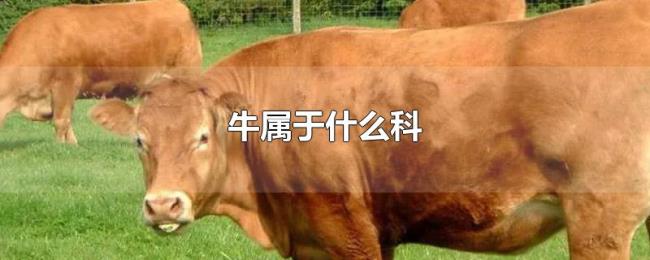 牛属于什么科 牛属于什么科