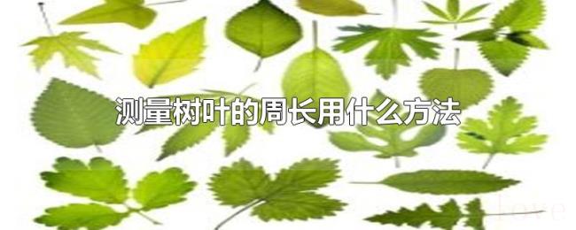 测量树叶的周长用什么方法 测量树叶的周长用什么方法