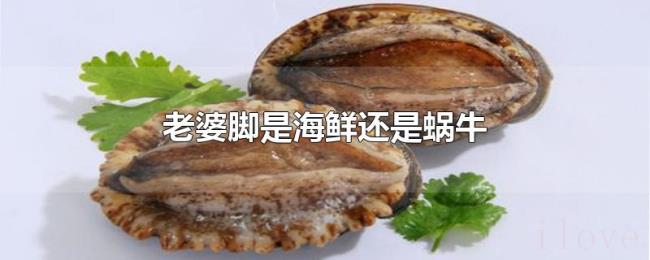 老婆脚是海鲜还是蜗牛