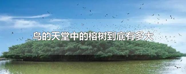 鸟的天堂中的榕树到底有多大