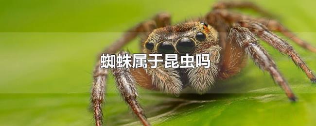 蜘蛛属于昆虫吗 蜘蛛属于昆虫吗