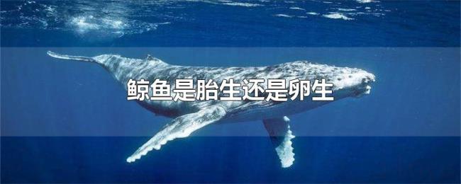 鲸鱼是胎生还是卵生