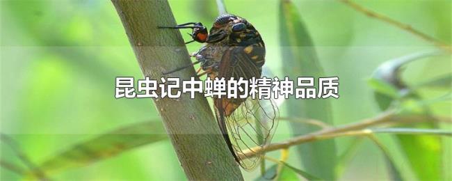 昆虫记中蝉的精神品质