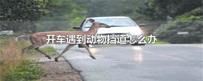 开车遇到动物挡道怎么办 开车遇到动物挡道怎么办