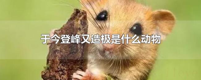 于今登峰又造极是什么动物