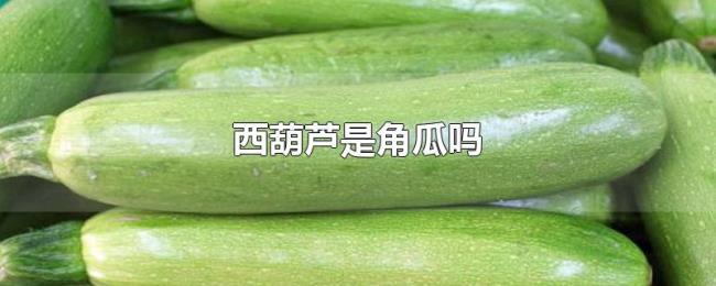 西葫芦是角瓜吗