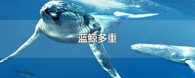 蓝鲸多重
