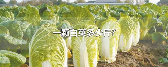 一颗白菜多少斤?