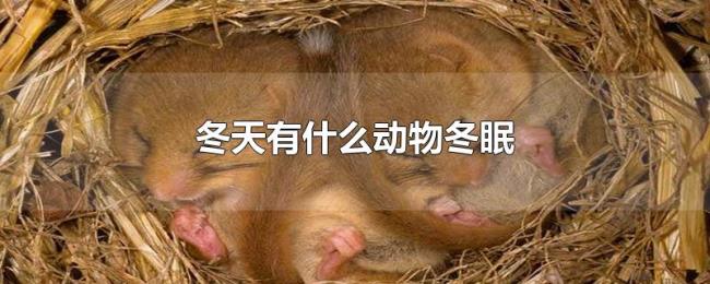冬天有什么动物冬眠