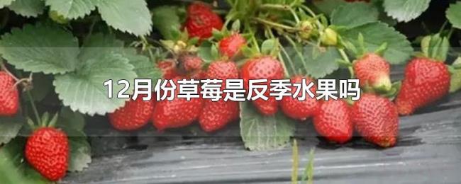 12月份草莓是反季水果吗