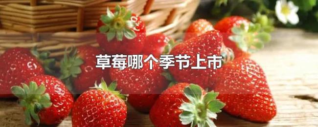 草莓哪个季节上市 草莓哪个季节上市
