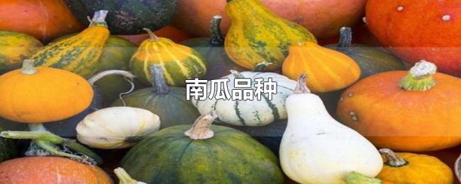 南瓜品种 南瓜品种